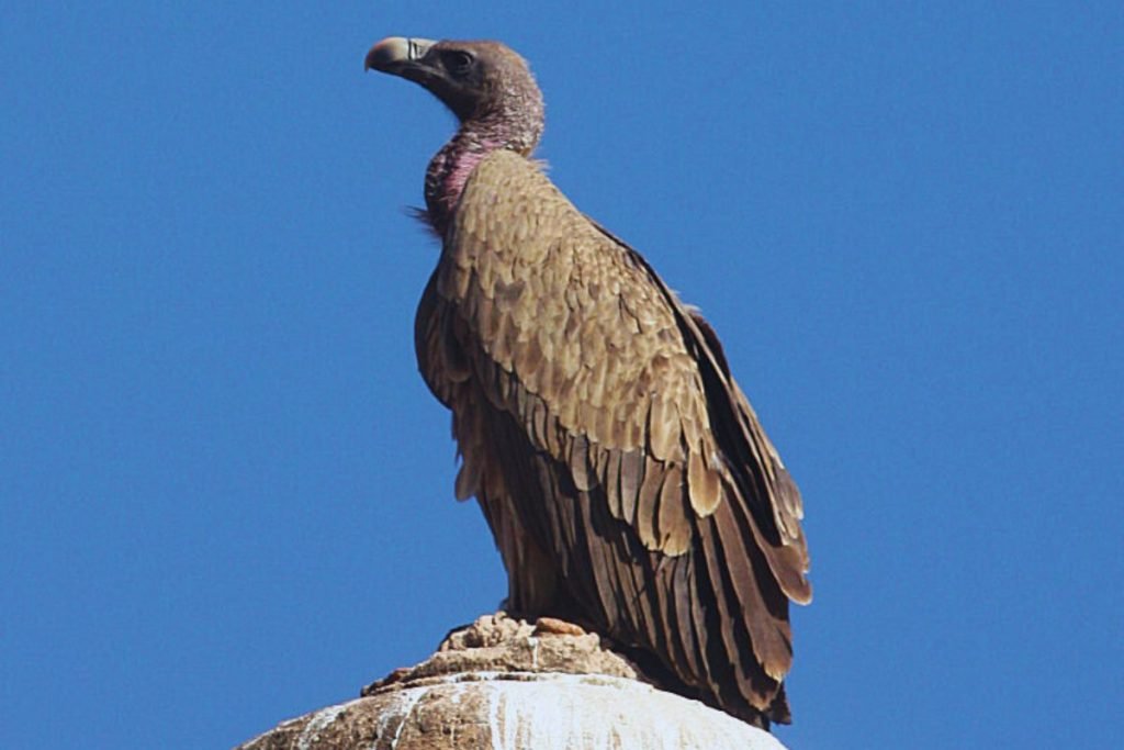 Indian Vulture