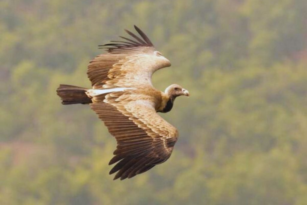 Indian Vulture