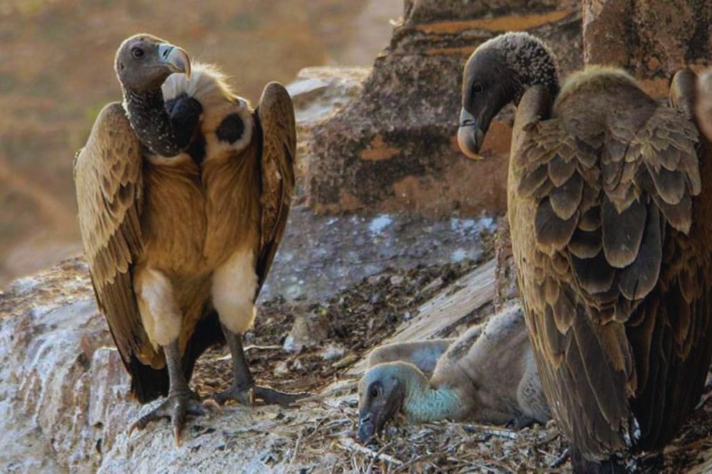 Indian Vulture