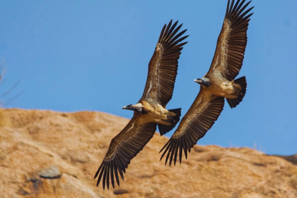 Indian Vulture