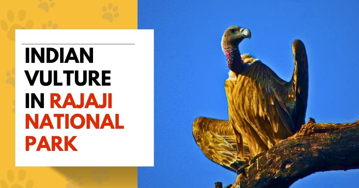 Indian Vulture in Rajaji National Park