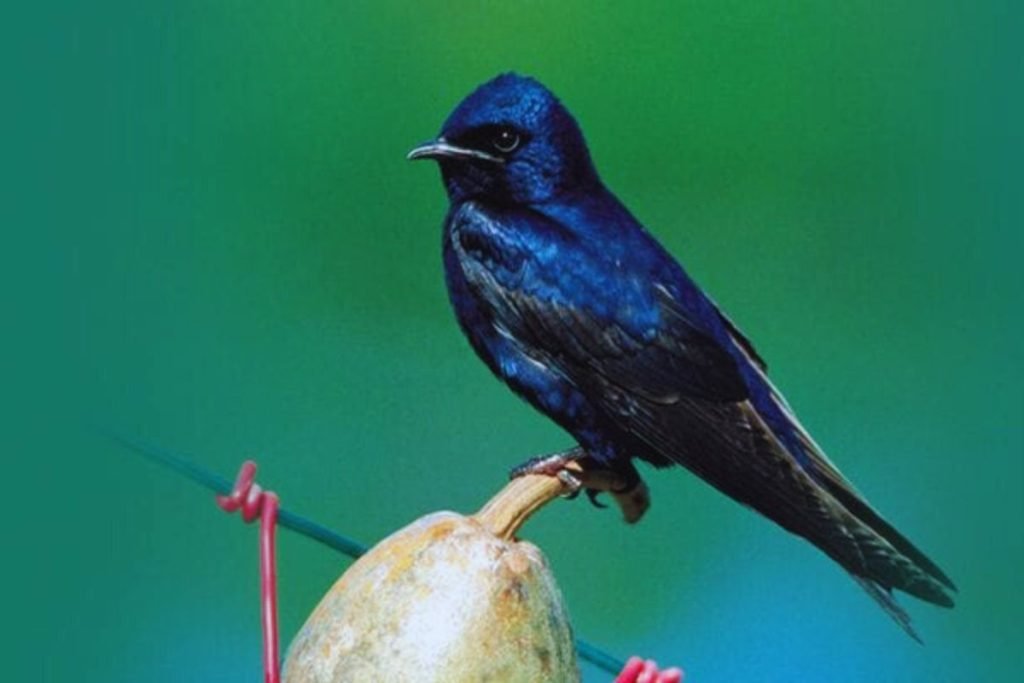 Martins in Rajaji National Park