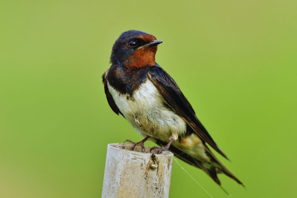 Martins in Rajaji National Park
