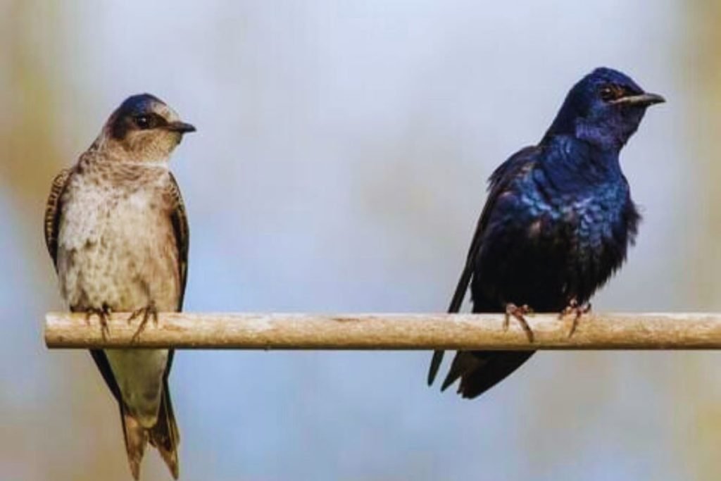 Martins and Swallows in Rajaji National Park