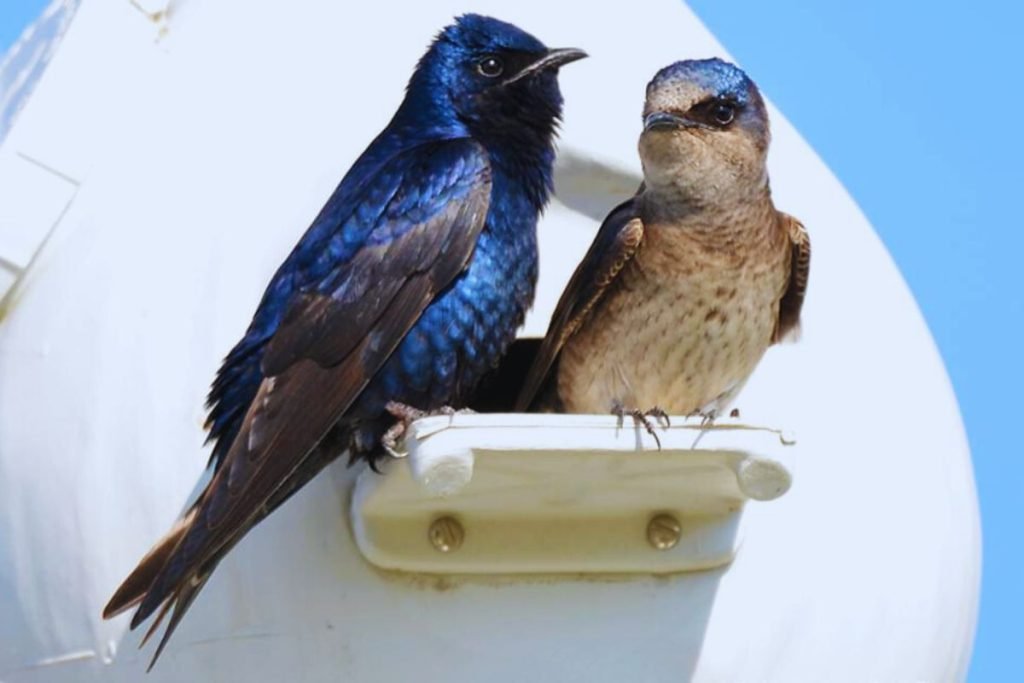 Martins and Swallows