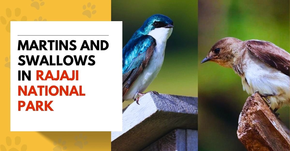Martins and Swallows in Rajaji National Park
