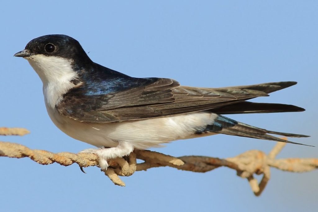 Northern House-Martin