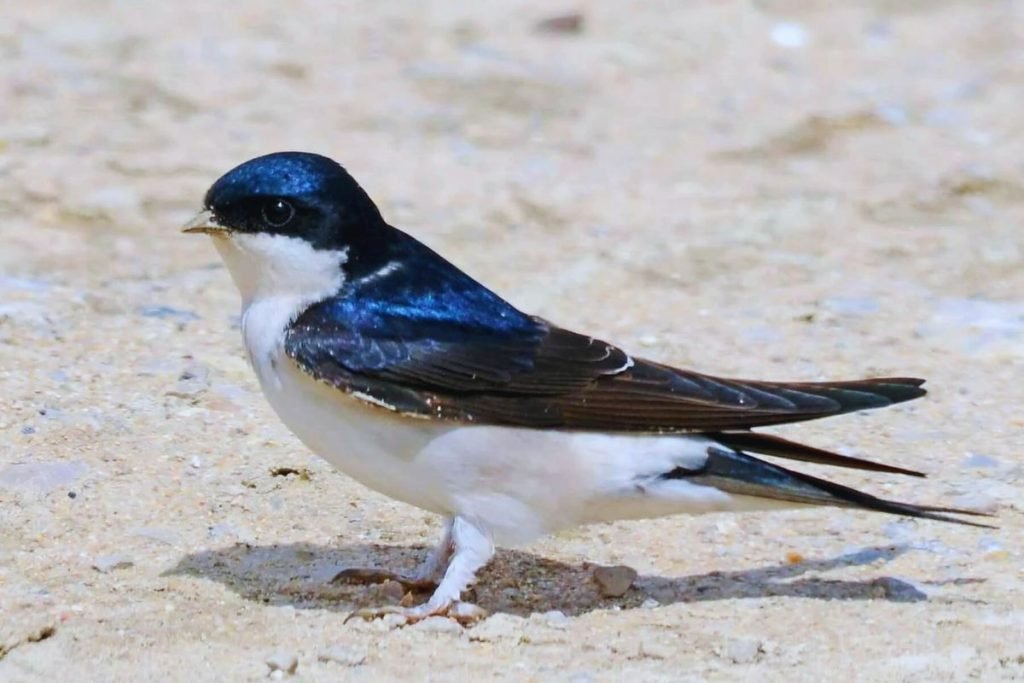 Northern House-Martin