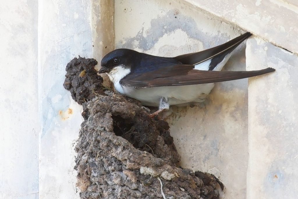 Northern House-Martin