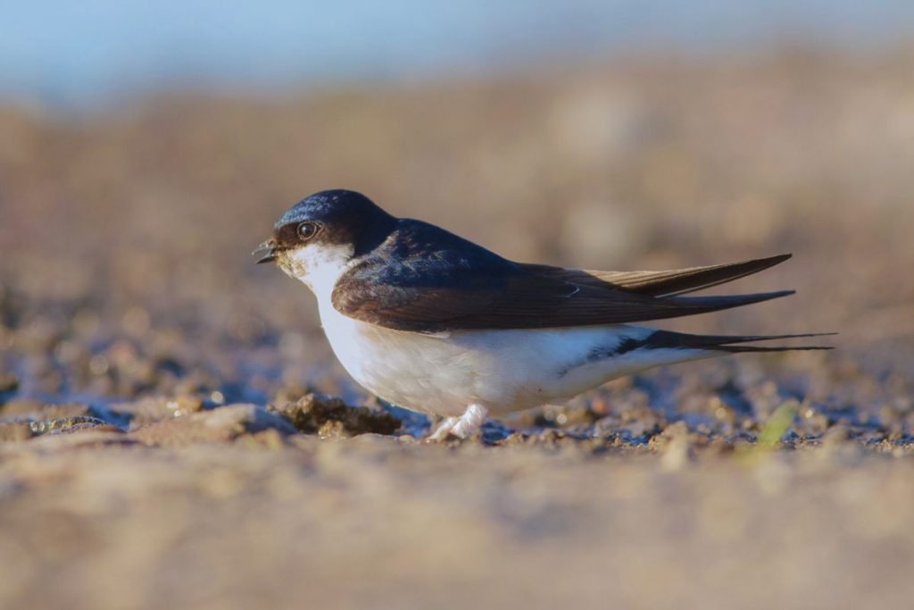 Northern House-Martin