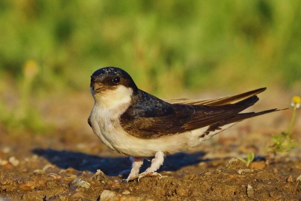 Northern House-Martin