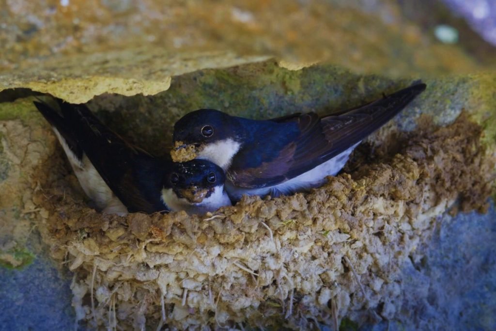 Northern House-Martin