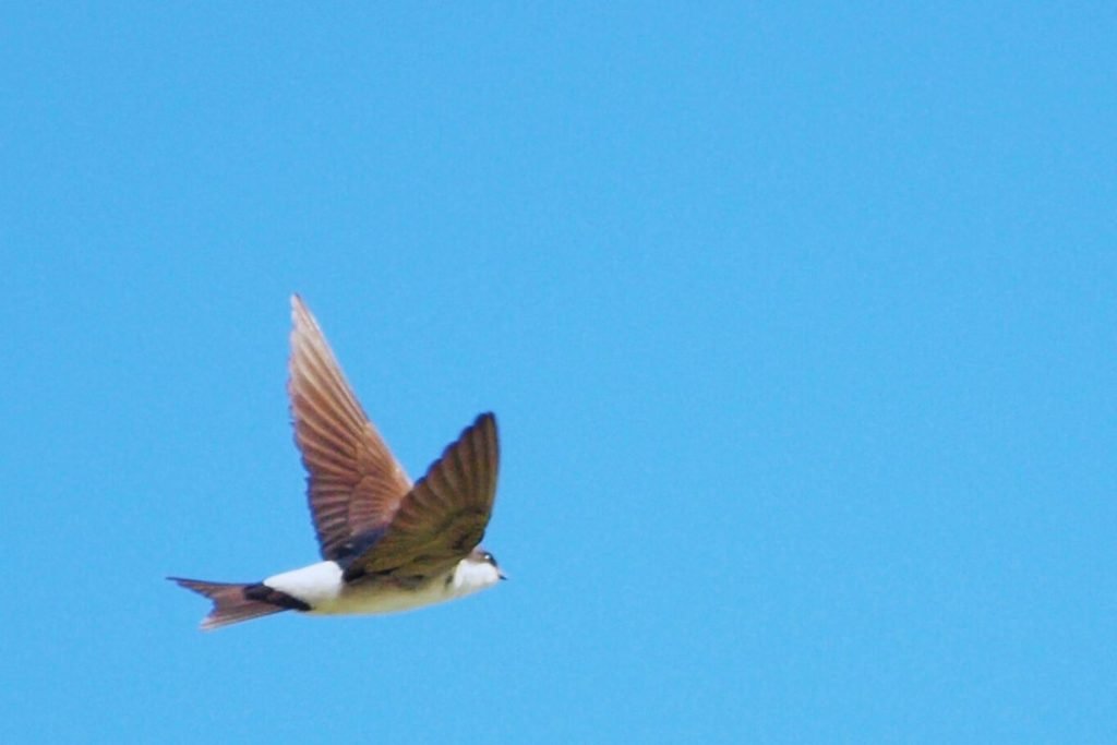 Northern House-Martin
