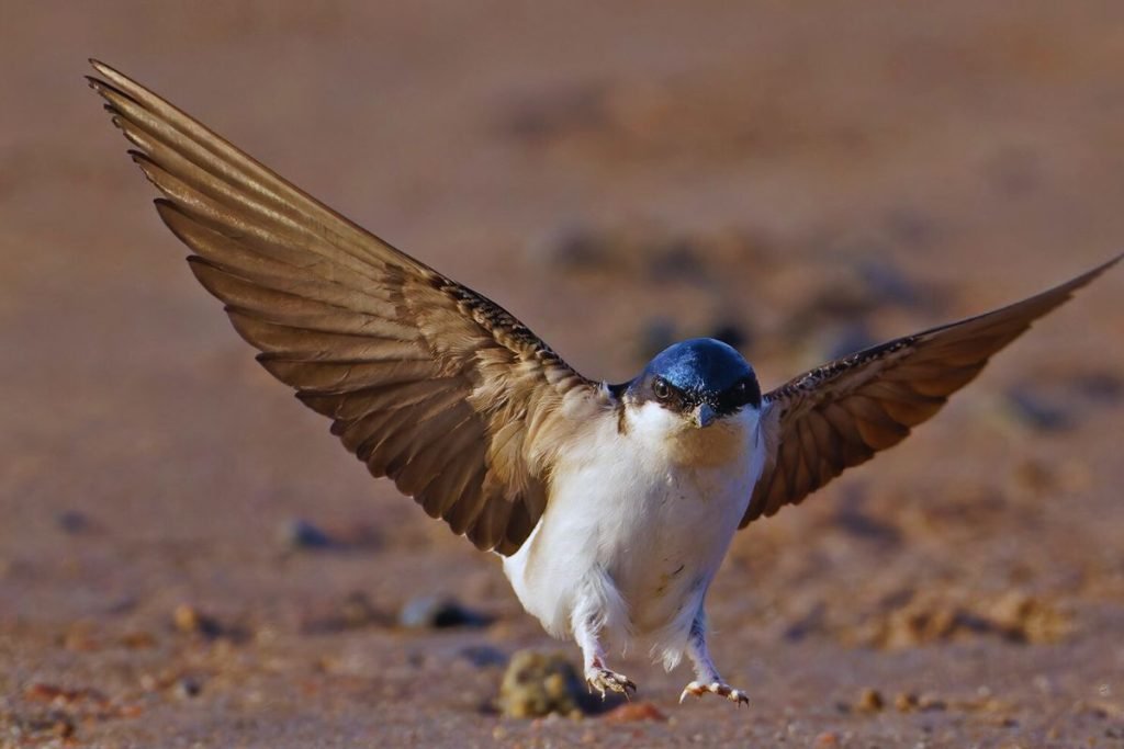 Northern House-Martin