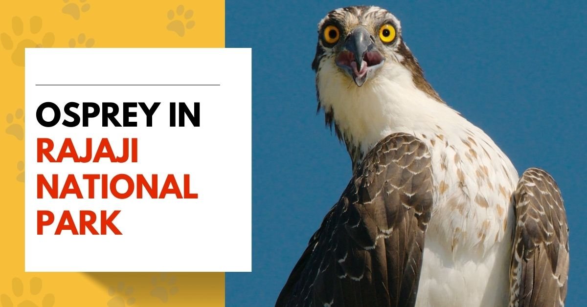 Osprey in Rajaji National Park