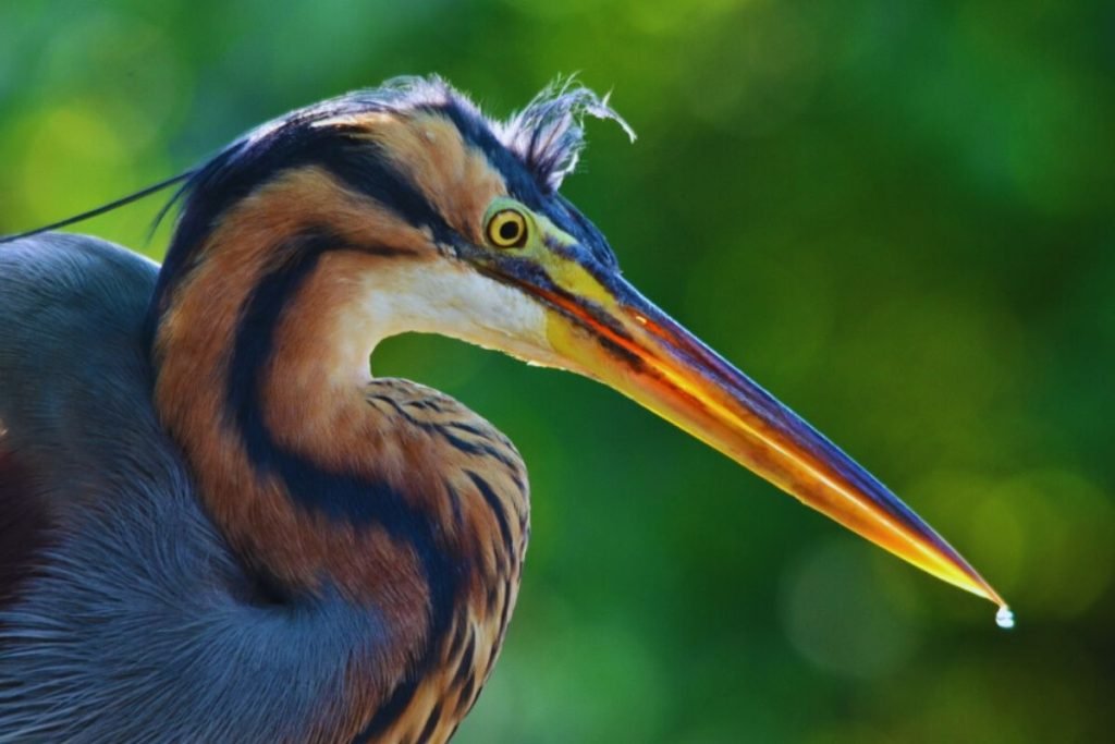 Purple Heron