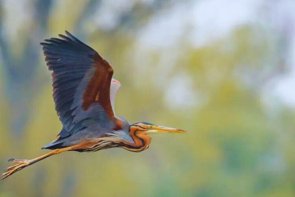 Purple Heron