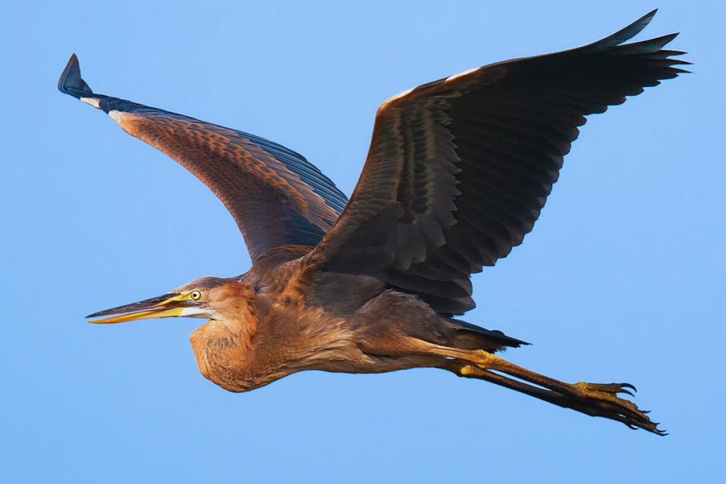 Purple Heron