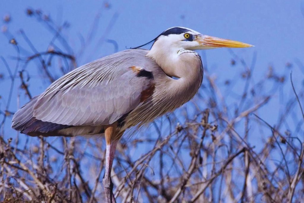 Purple Heron
