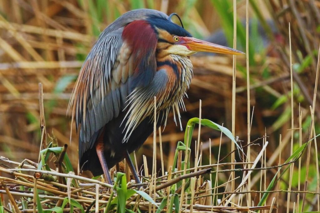 Purple Heron