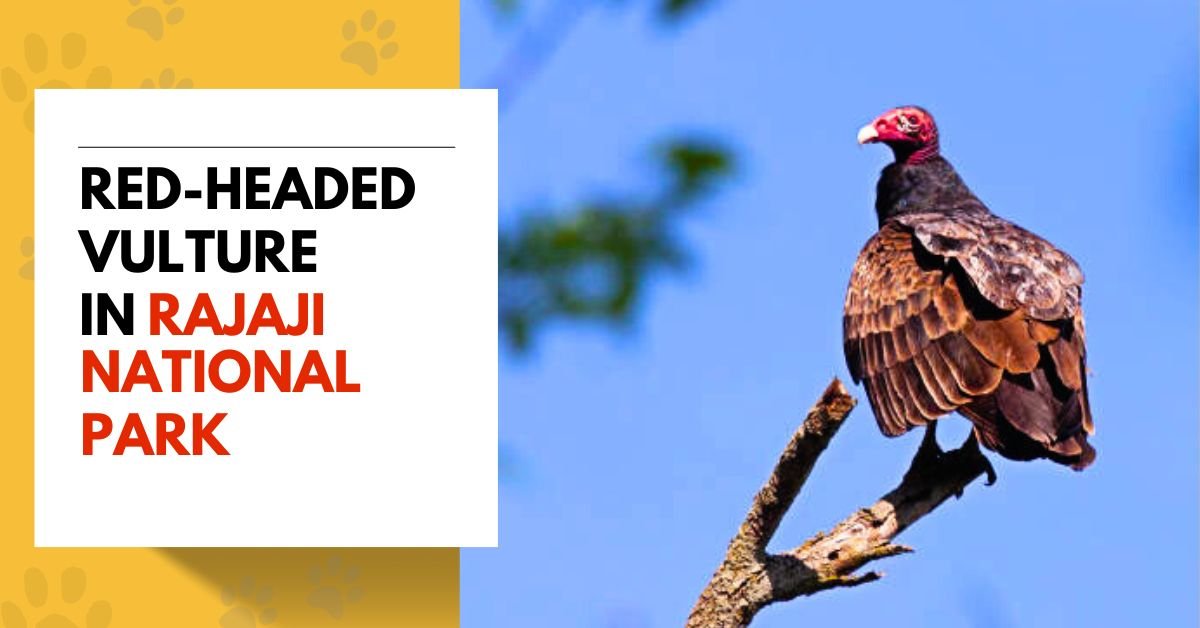 Red-headed Vulture