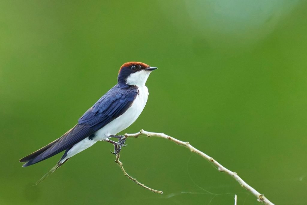 Red-rumped Swallow