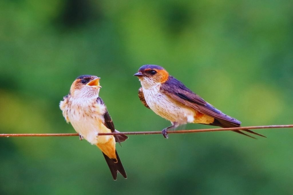 Red-rumped Swallow