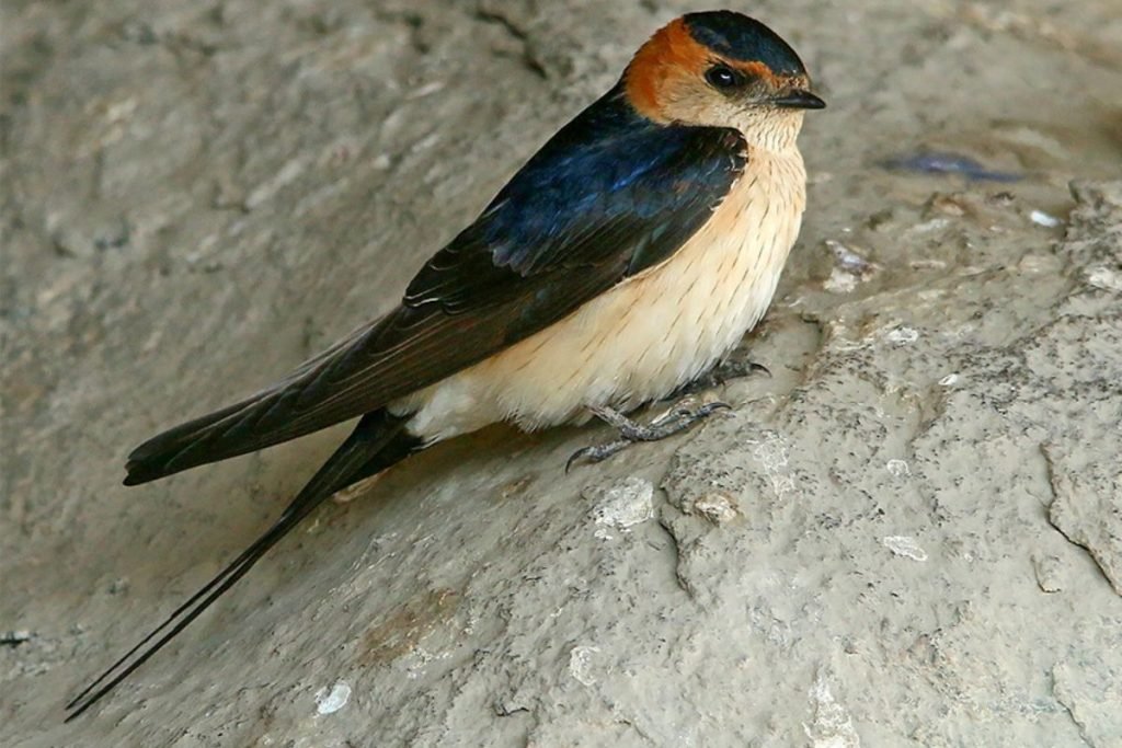 Red-rumped Swallow