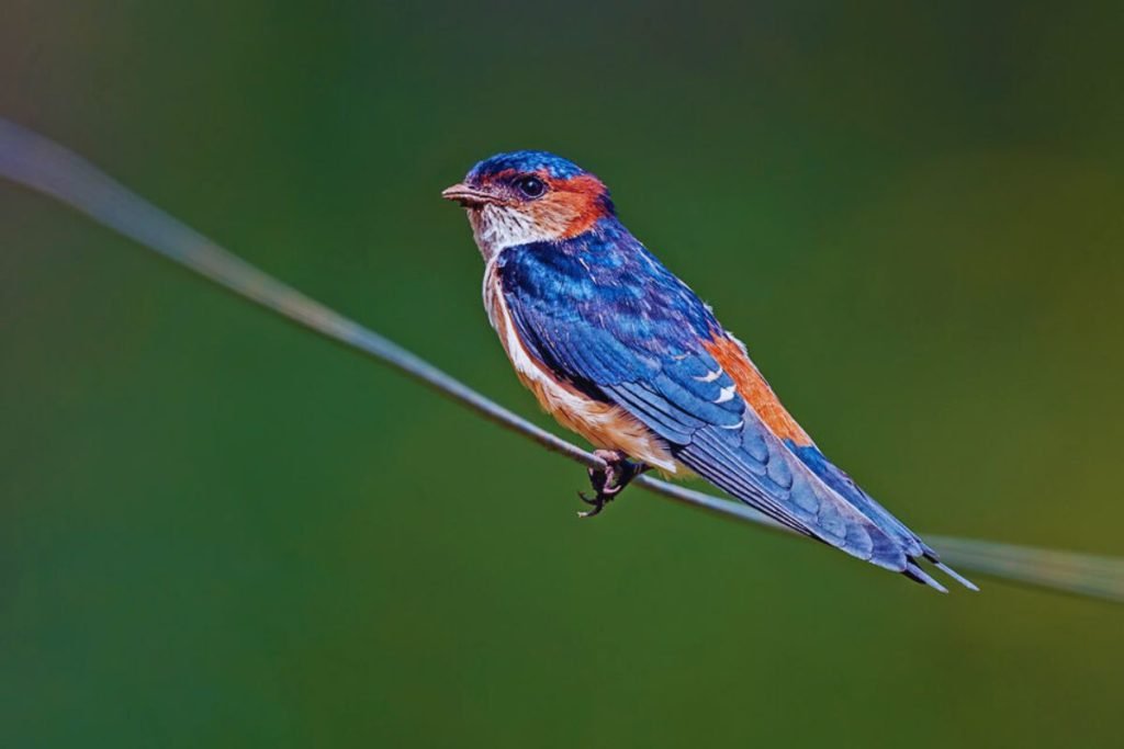 Red-rumped Swallow