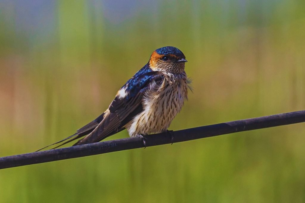 Red-rumped Swallow