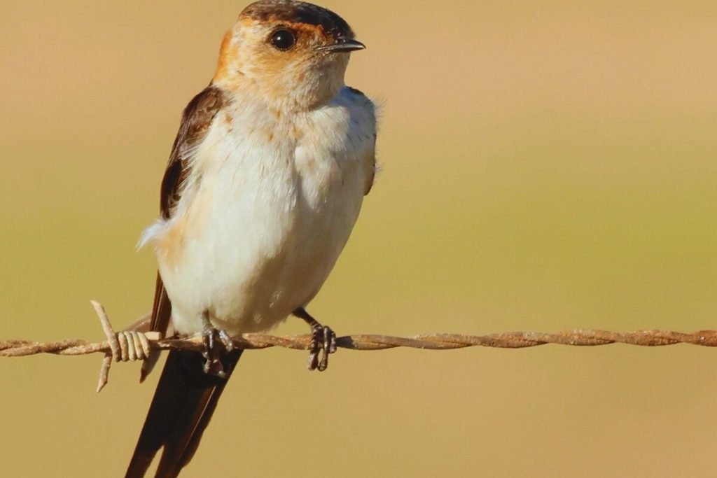 Red-rumped Swallow