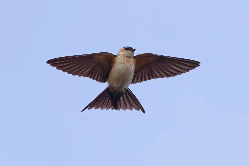 Red-rumped Swallow