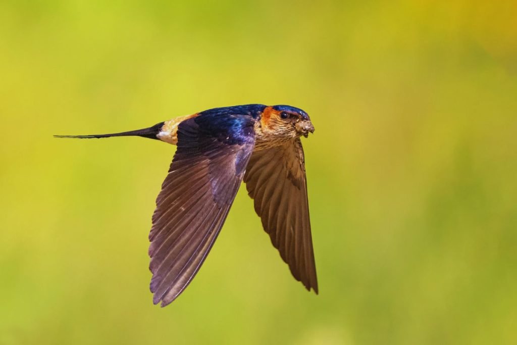 Red-rumped Swallow