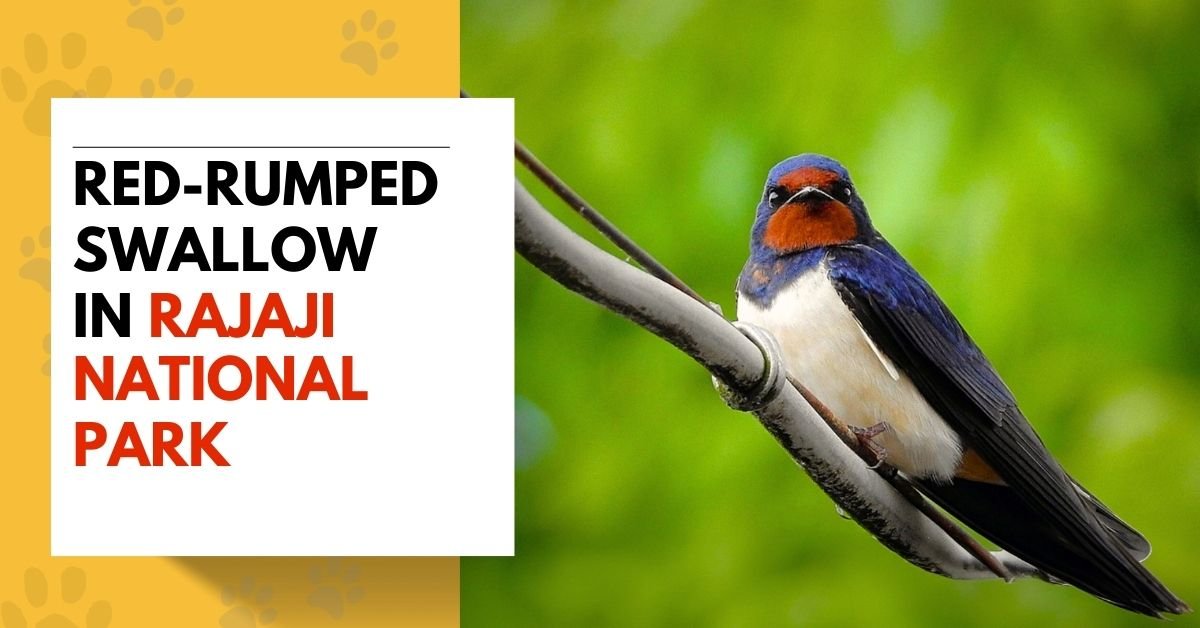 Red-rumped Swallow in Rajaji National Park
