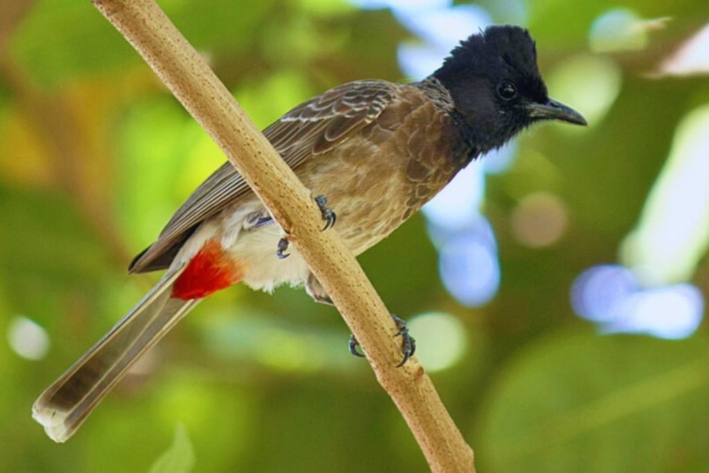 Red-vented Bulbul