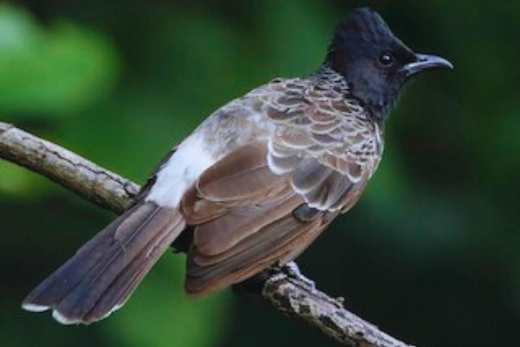 Red-vented Bulbul