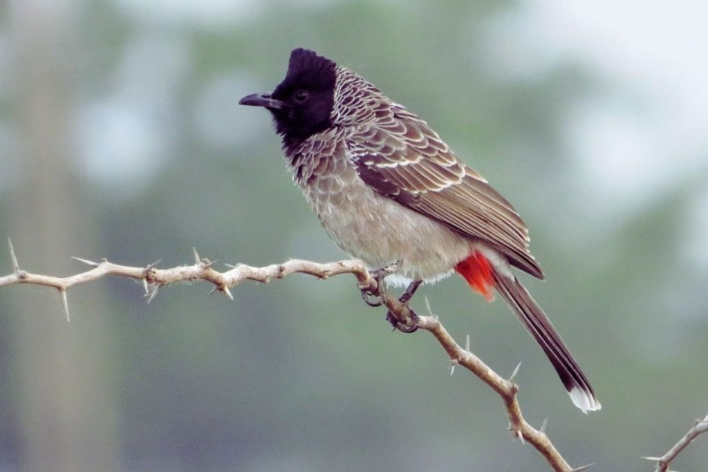 Red-vented Bulbul