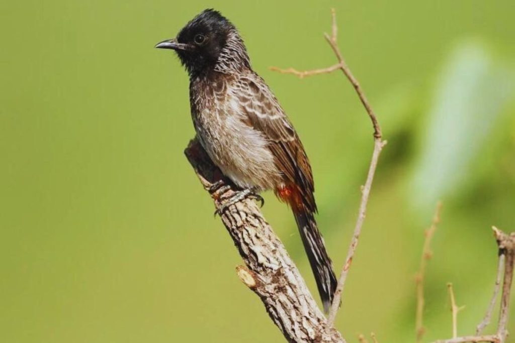 Red-vented Bulbul