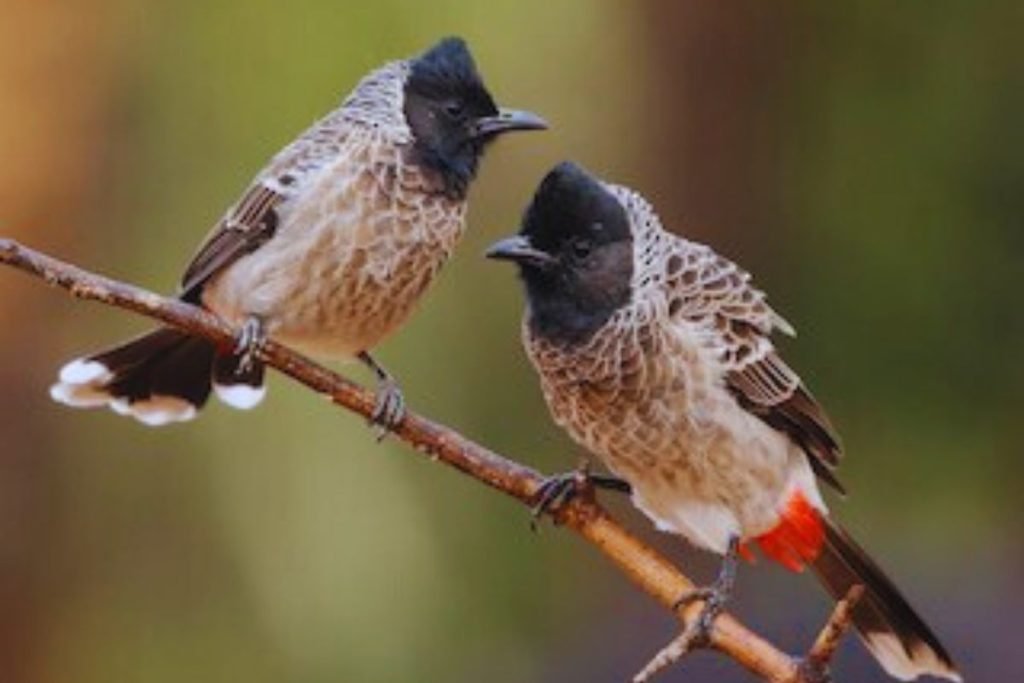 Red-vented Bulbul