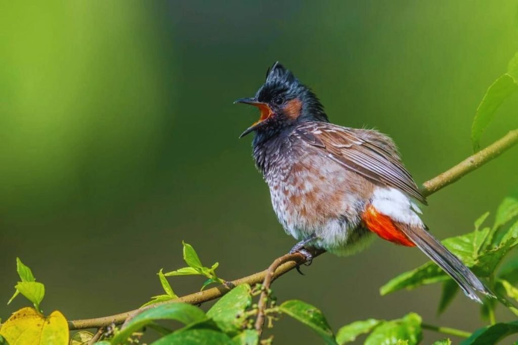 Red-vented Bulbul