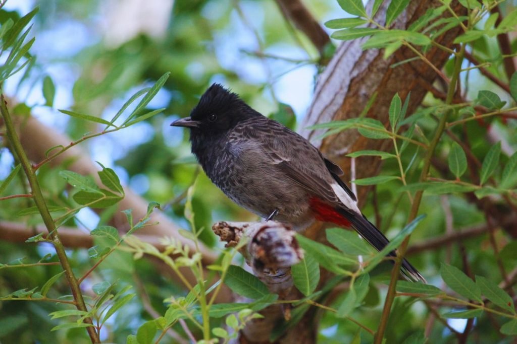 Red-vented Bulbul