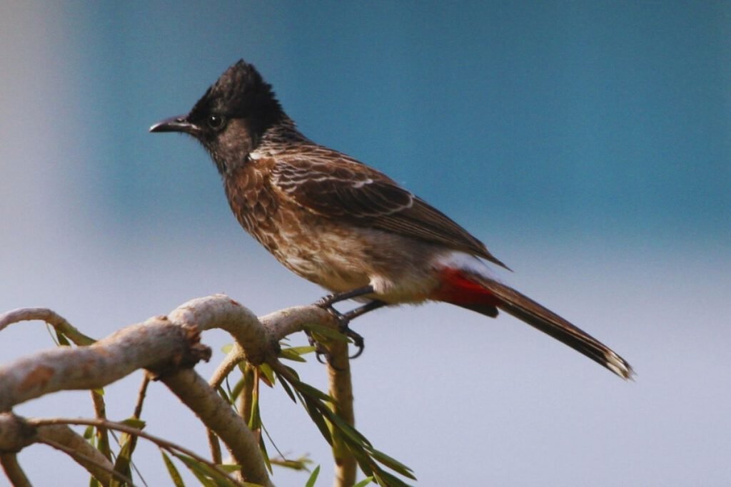 Red-vented Bulbul