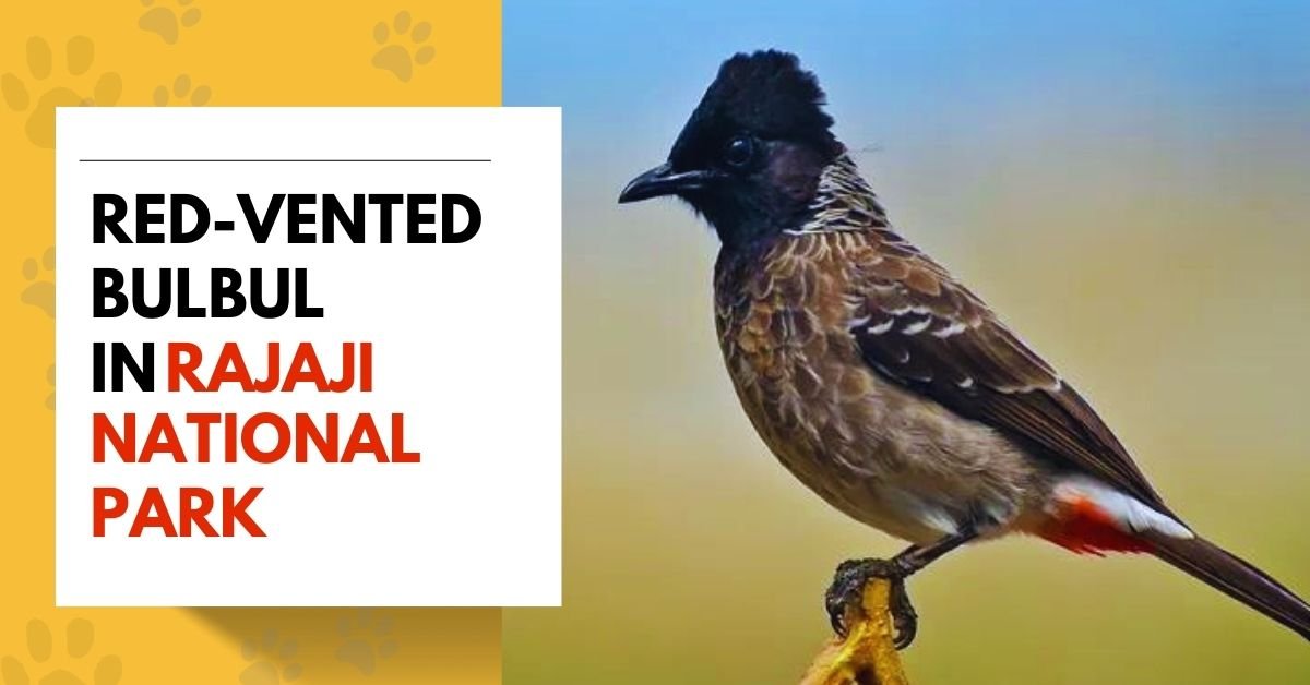Red-vented Bulbul