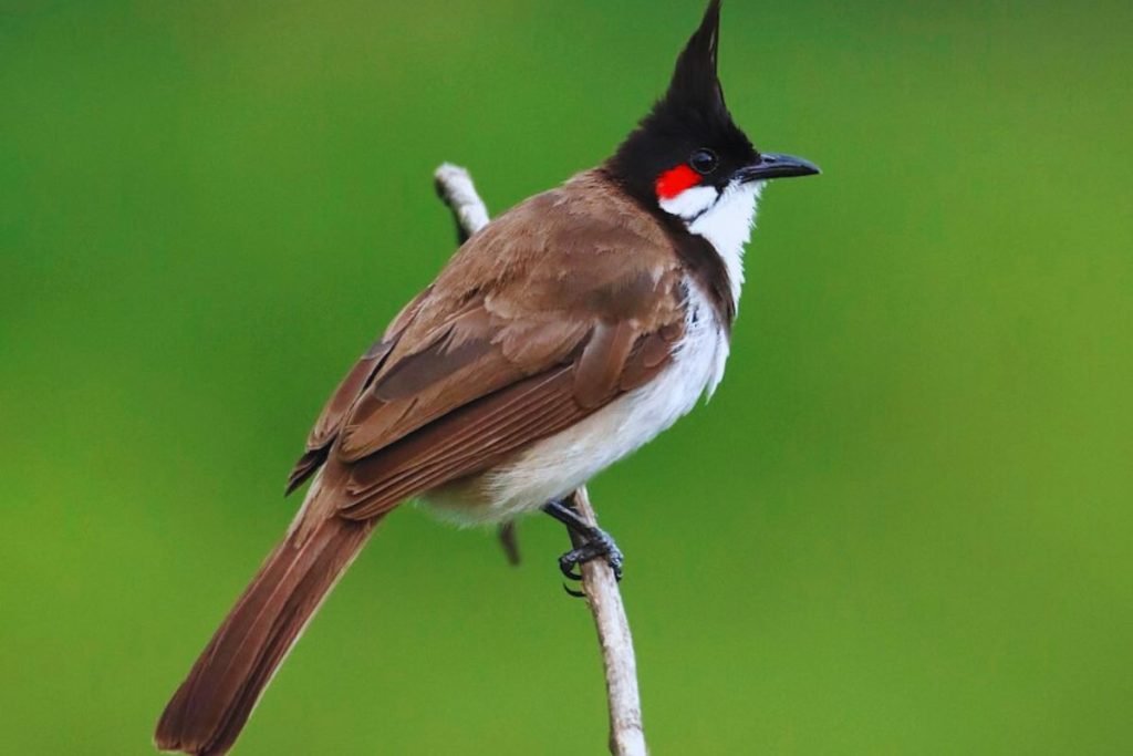 Red-whiskered Bulbul