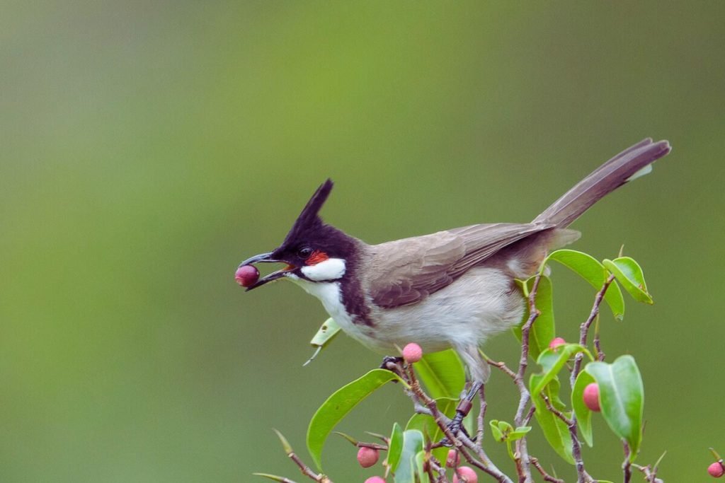 Red-whiskered Bulbul