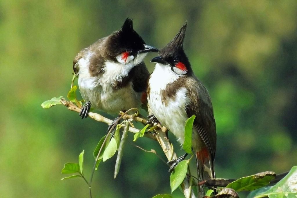 Red-whiskered Bulbul