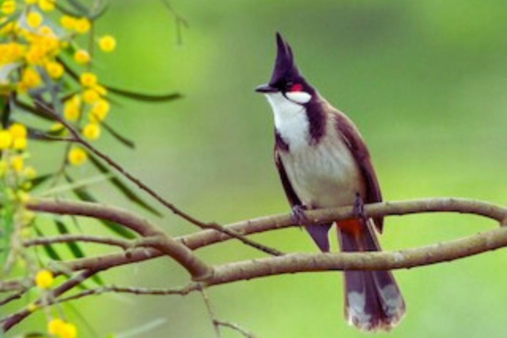 Red-whiskered Bulbul