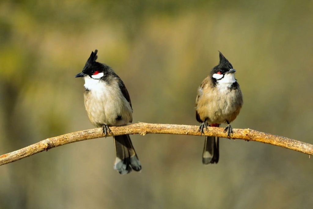 Red-whiskered Bulbul