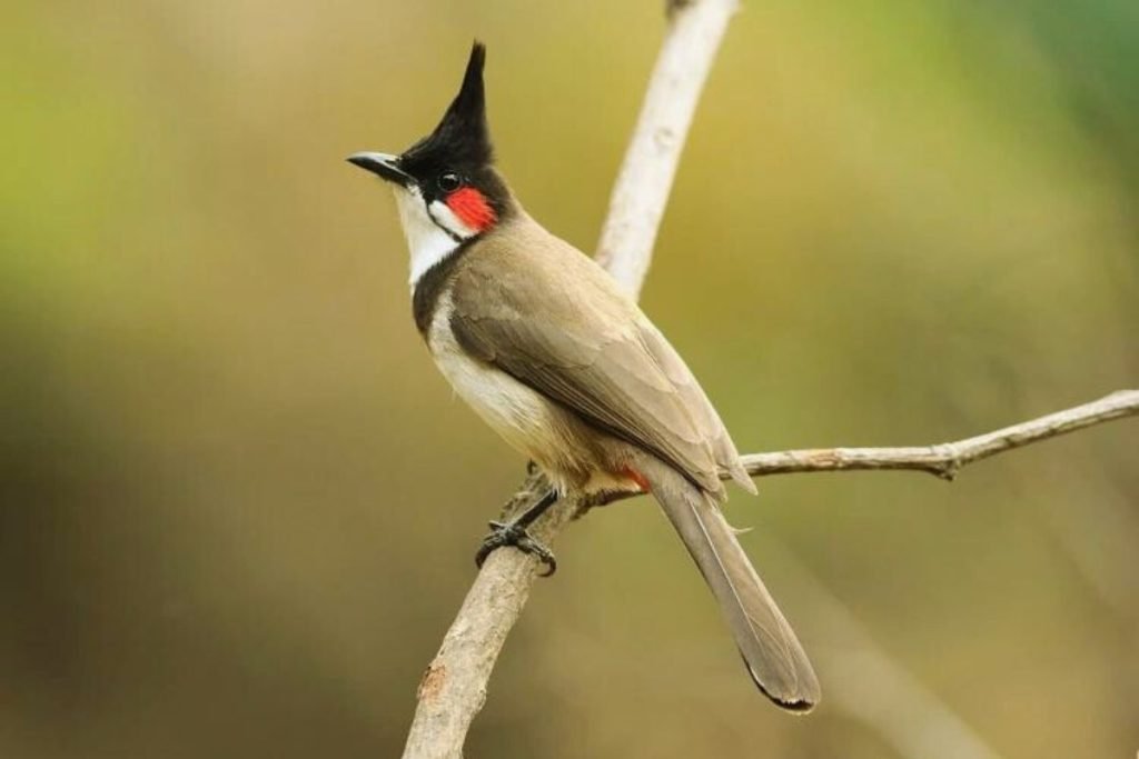 Red-whiskered Bulbul