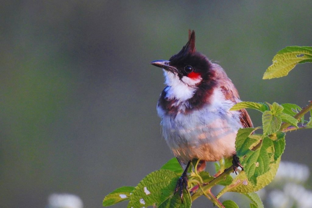 Red-whiskered Bulbul